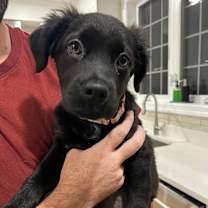 Thumbnail photo of Poppy #1