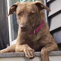 Thumbnail photo of Dumplin #3