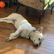 Thumbnail photo of Lou #4