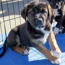 Thumbnail photo of Gem Stones: Opal #1