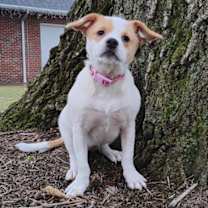 Thumbnail photo of Glimmer #1