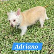 Thumbnail photo of Adriano #3