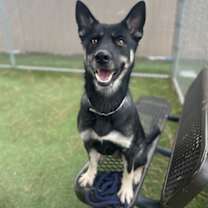 Thumbnail photo of Tulip #1