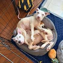 Thumbnail photo of Wilson #4