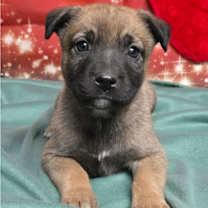 Thumbnail photo of Orange Blossom #1