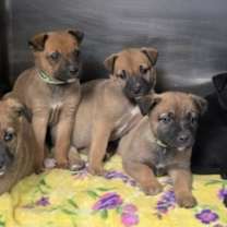 Thumbnail photo of Orange Blossom #3