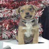 Thumbnail photo of Ava #2