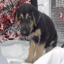 Thumbnail photo of Turnip #2