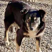 Thumbnail photo of Brownie #2