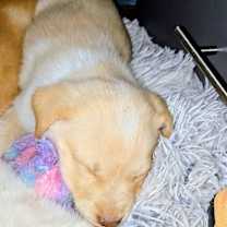 Thumbnail photo of Cream Puff #2