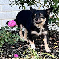 Thumbnail photo of Miss Precious #2