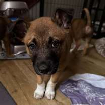 Thumbnail photo of 13 Colonies litter - Dover (orange) #2