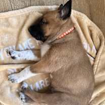 Thumbnail photo of 13 Colonies litter - Dover (orange) #3