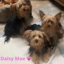 Thumbnail photo of Daisy Mae and Fae #3