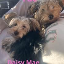 Thumbnail photo of Daisy Mae and Fae #1