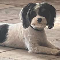 Thumbnail photo of Arlo #4