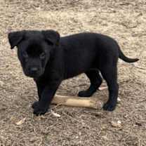 Thumbnail photo of Pepper #3