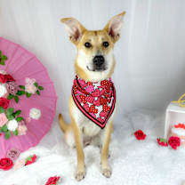 Thumbnail photo of Vada #3