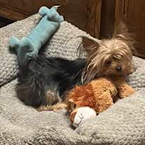 Thumbnail photo of Eevee #2