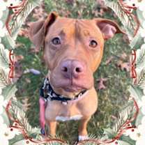 Thumbnail photo of Pumpkin Pie #3