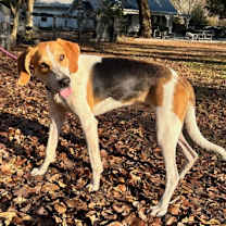 Thumbnail photo of Finley #3