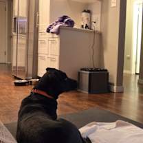 Thumbnail photo of LEIA #4