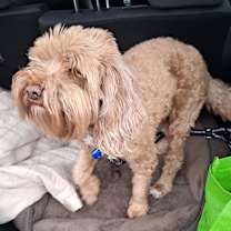 Thumbnail photo of Roo #3