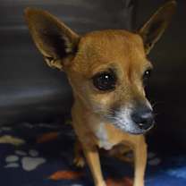 Thumbnail photo of Ginger #2