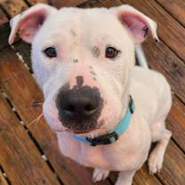 Thumbnail photo of Cody #1