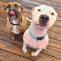 Thumbnail photo of Cody #2