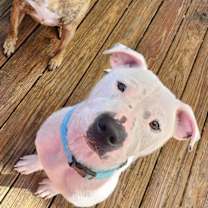 Thumbnail photo of Cody #3