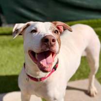 Thumbnail photo of Cotton #1