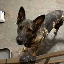 Thumbnail photo of Ember and Xyla #2