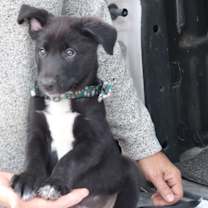 Thumbnail photo of Kenai #3