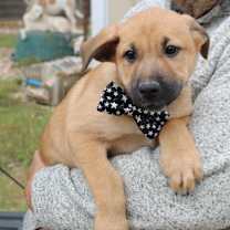 Thumbnail photo of Jasper #2