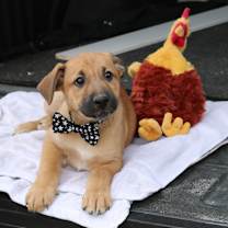 Thumbnail photo of JAsper #4