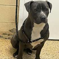 Thumbnail photo of Nova #2