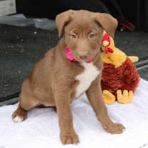 Thumbnail photo of Betsy #2