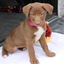 Thumbnail photo of Betsy #3