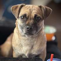 Thumbnail photo of Penny #1