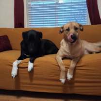 Thumbnail photo of Breezley #4