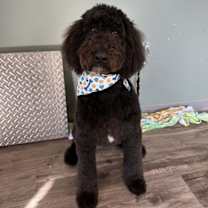 Thumbnail photo of Noodles #1