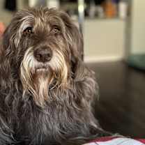 Thumbnail photo of Piper #4