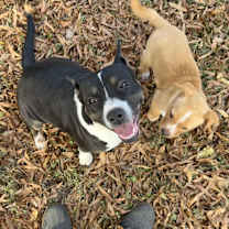 Thumbnail photo of Darlene #4