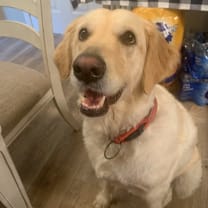 Thumbnail photo of Marley #2