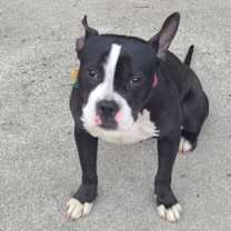 Thumbnail photo of Roxie #1