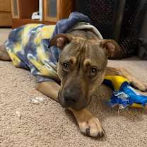 Thumbnail photo of Cheetah #1