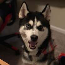 Thumbnail photo of Blue #1