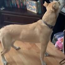 Thumbnail photo of Sandy #2