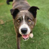 Thumbnail photo of Oreo Cookie JuM #1